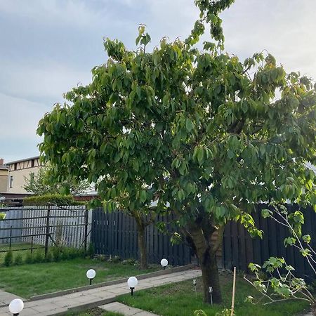 Schoenes Reihenhaus Mit Garten Magdeburg Eksteriør billede